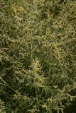 Artemisia absinthium 'Lambrook Silver' RCP7-06 375.jpg